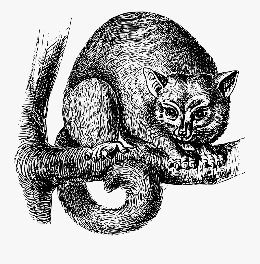 Head,monochrome,squirrel - Giant Possum, Transparent Clipart
