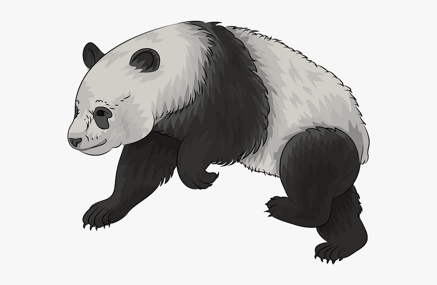 Panda, Transparent Clipart