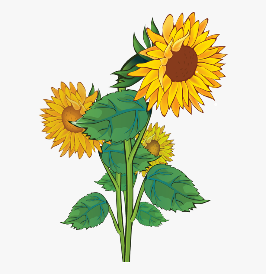 Gallery For Rustic Sunflower - Sunflower Clipart, Transparent Clipart