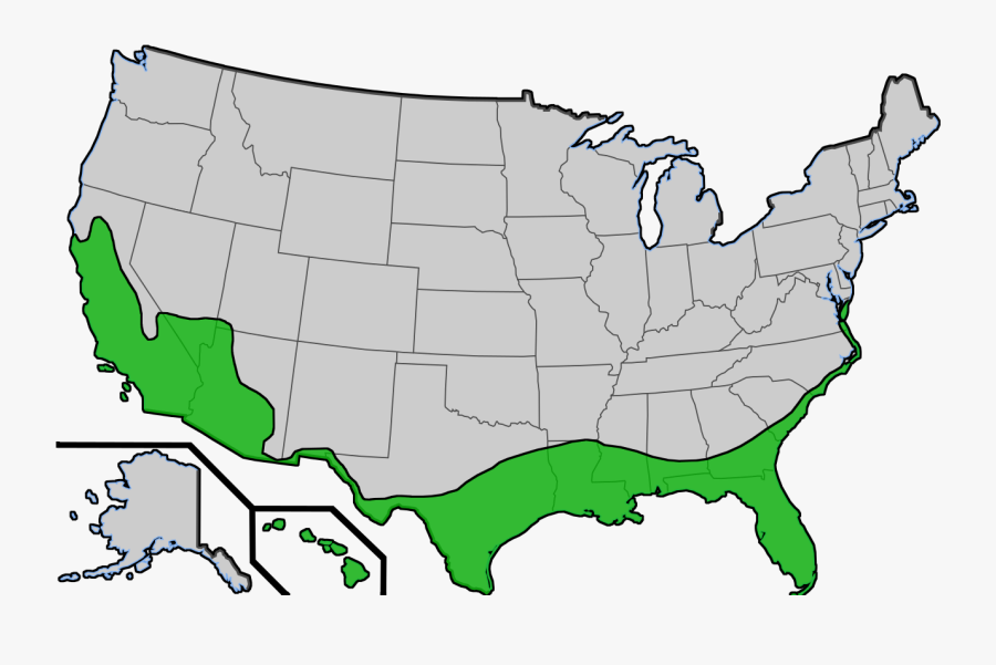 Transparent Washingtonia Png - Do Palm Trees Grow In The Us, Transparent Clipart