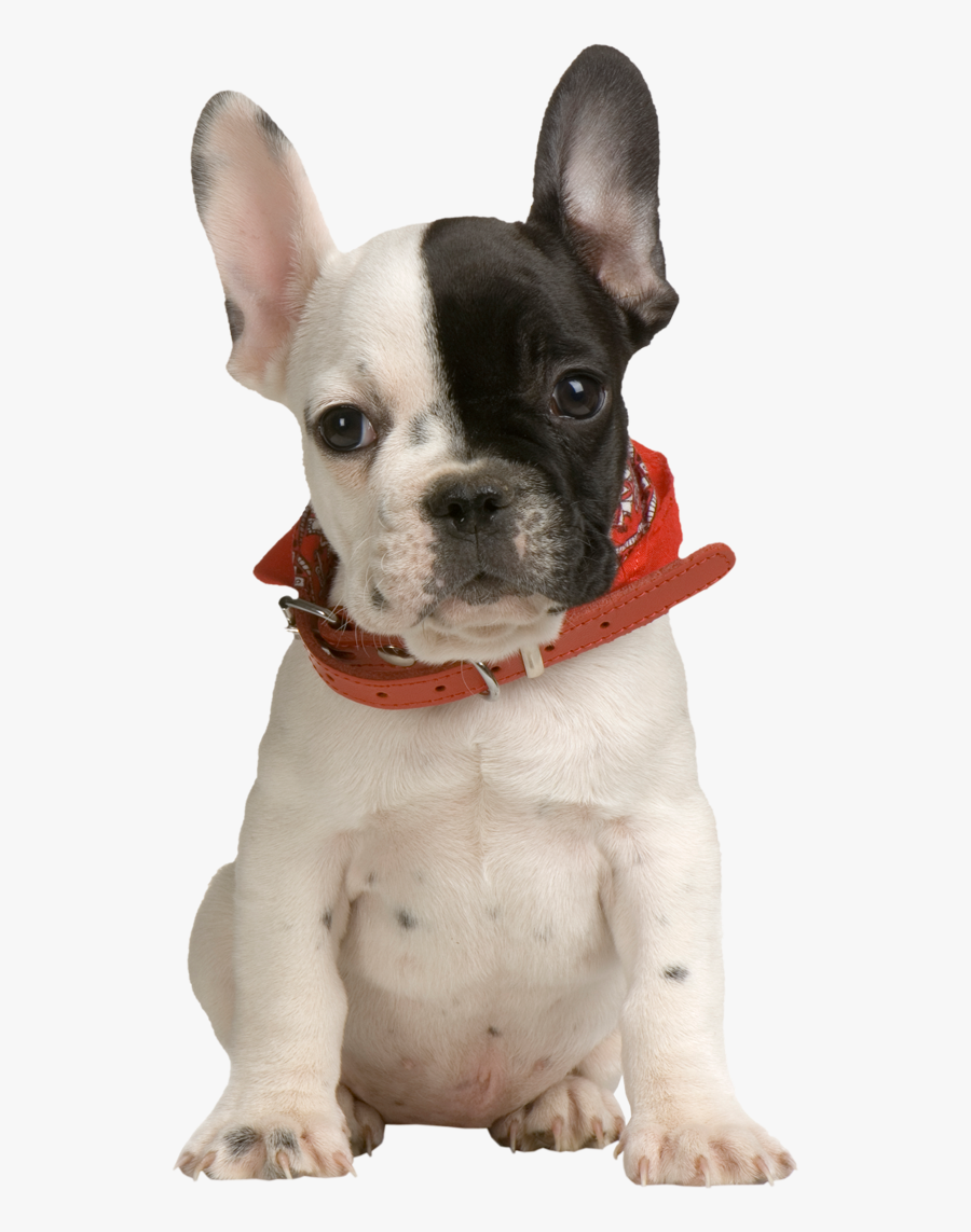 Puppy Png Clipart - Puppy Png Transparent Background, Transparent Clipart