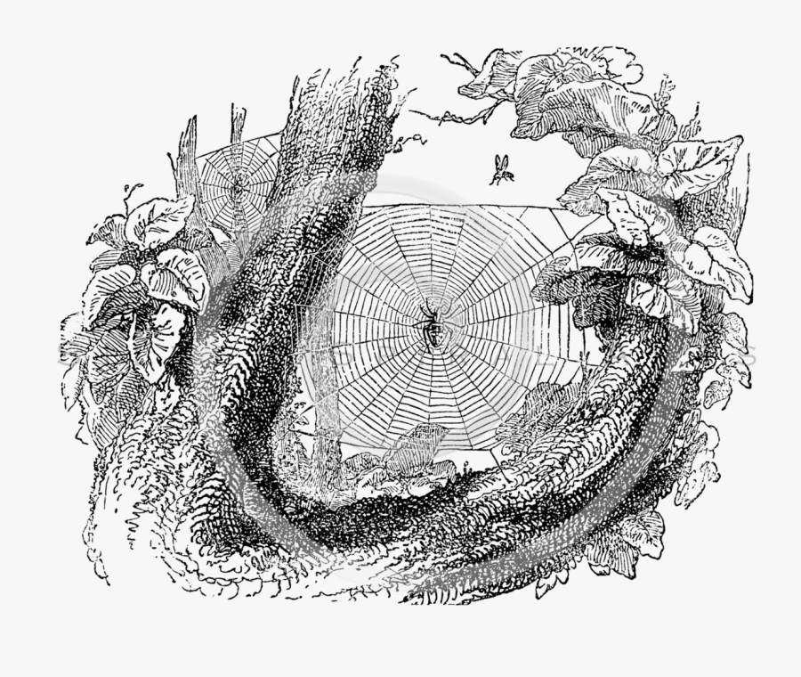 Spider Web Vintage Clipart - Circle, Transparent Clipart