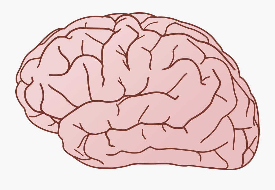 Photos Of Brain Drawings Clip Art Brain Cartoon Clip - Brains Clipart, Transparent Clipart
