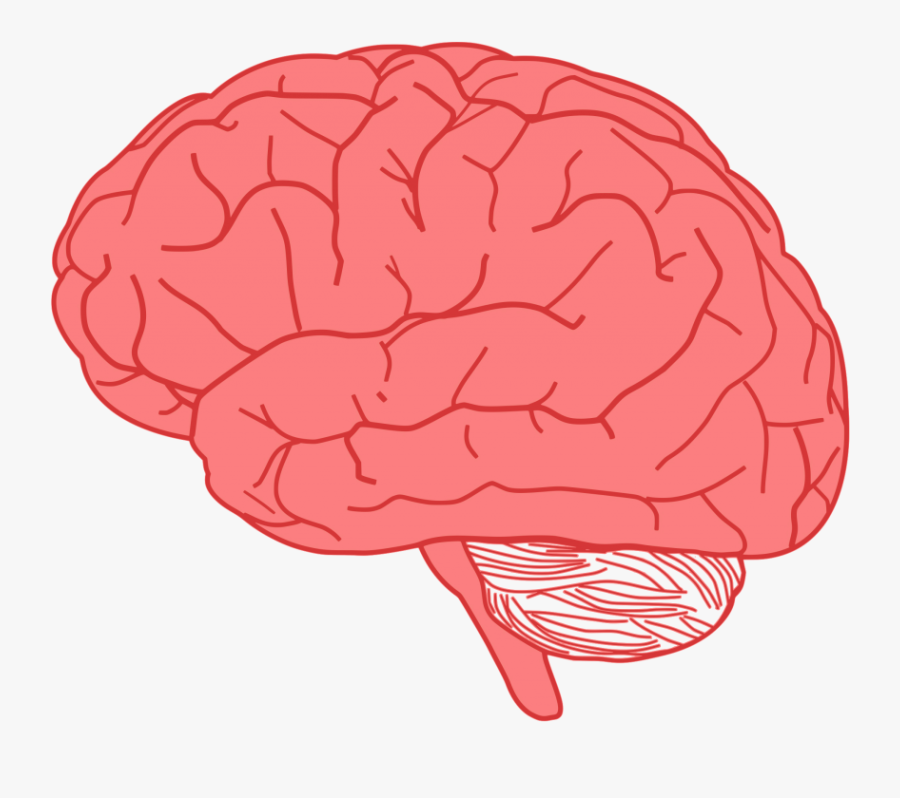 Brain In Profile - Transparent Background Brain Png, Transparent Clipart