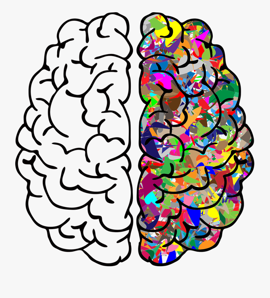Organ,brain,line - Dibujo De Un Cerebro, Transparent Clipart