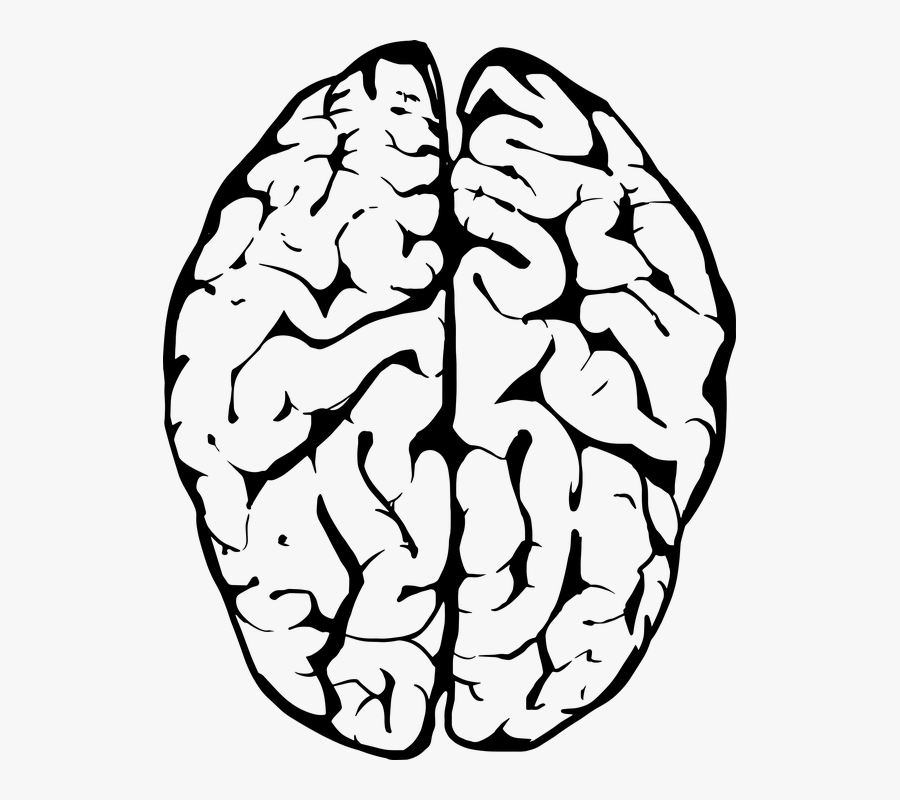 Clip Art Clip Top Huge - Brain Clipart, Transparent Clipart