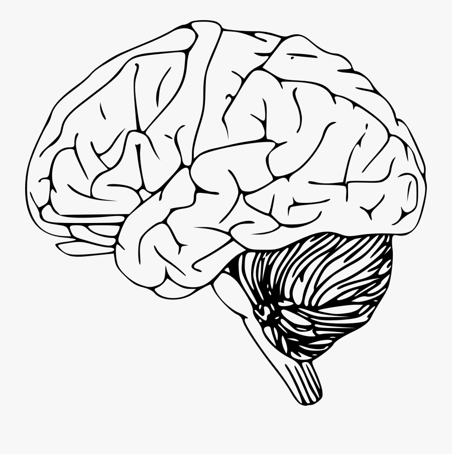 Brain Black And White Clipart, Transparent Clipart