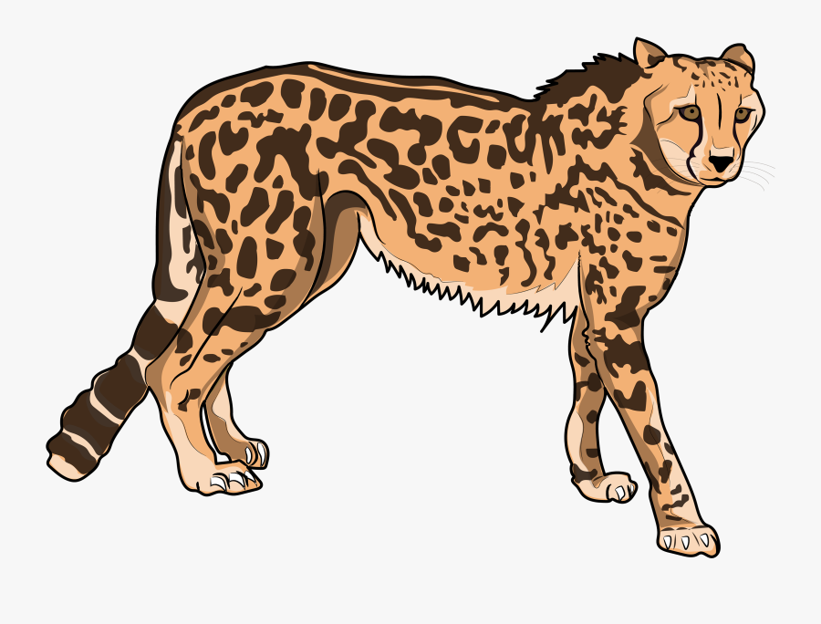 Transparent Zoo Animals Clipart - Cheetah, Transparent Clipart