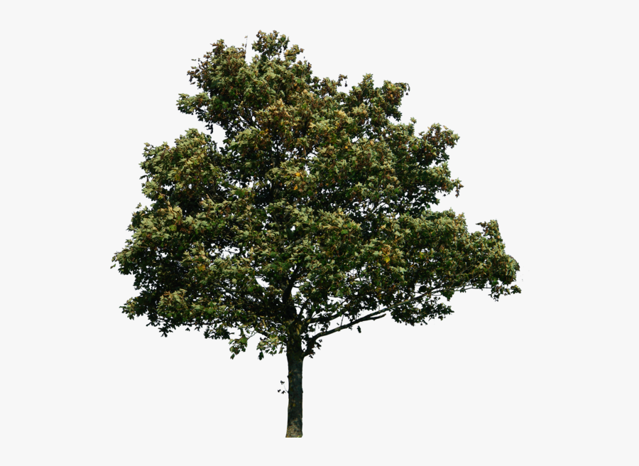 Forest Tree Png - Real Tree Png, Transparent Clipart