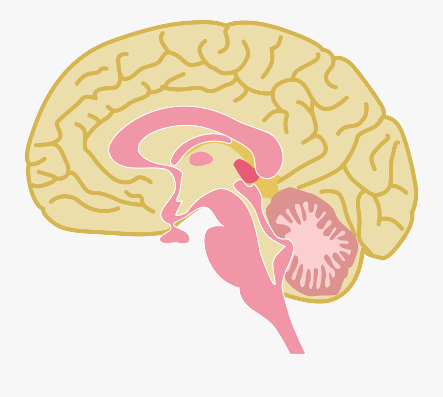 Human Brain Drawing - Parts Of The Brain Clipart, Transparent Clipart