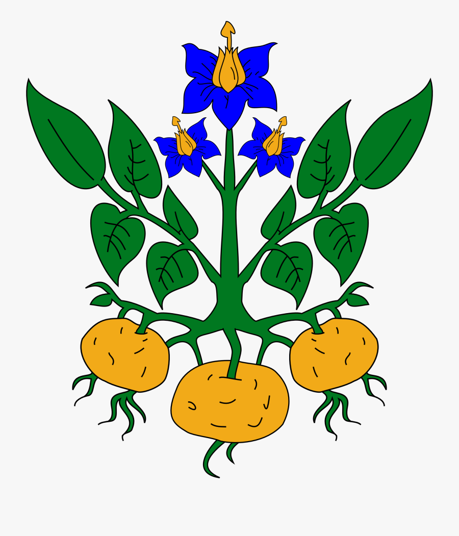 Parts Of A Plant Clipart - Transitory Starch In Plants, Transparent Clipart