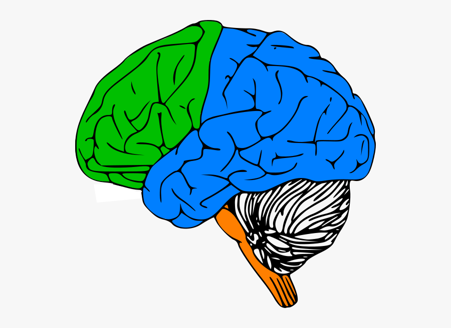 Brain Clip Art, Transparent Clipart