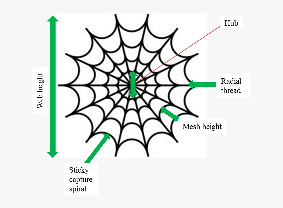 Spiderman Spider Web Clipart , Png Download, Transparent Clipart