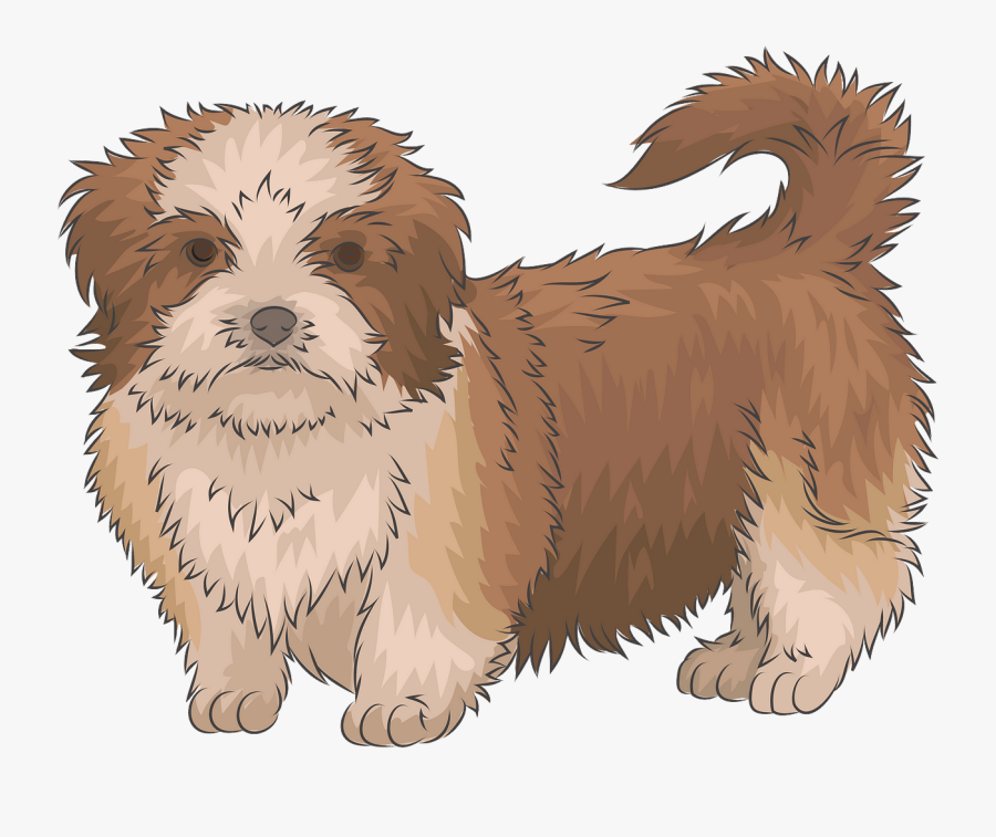 Tibetan Terrier, Transparent Clipart