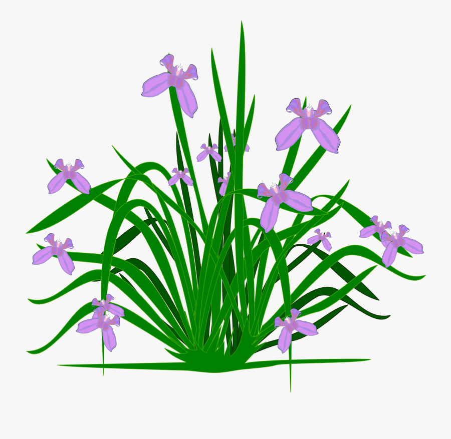 Transparent Healthy Clipart - Clipart Pictures Of Plants, Transparent Clipart