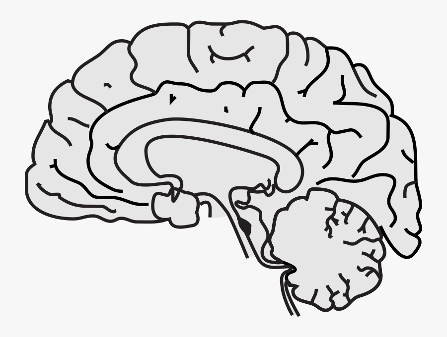 Simple Brain - Simple A Brain, Transparent Clipart