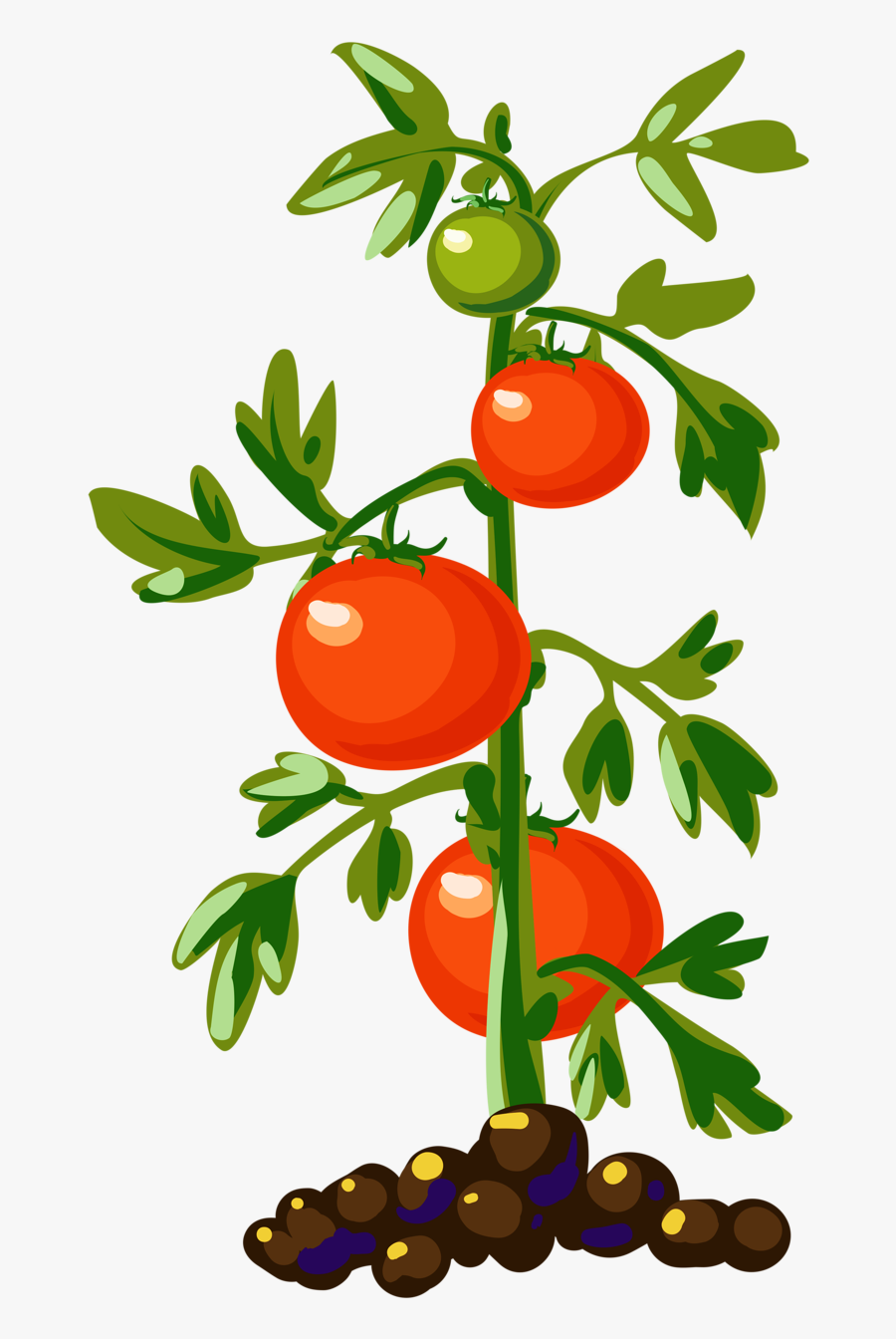 Thumb Image - Tomato Plant Clipart, Transparent Clipart