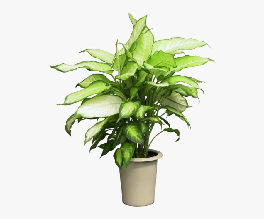 Pot Plant Clipart Group Plant - Indoor Plant Cut Out, Transparent Clipart