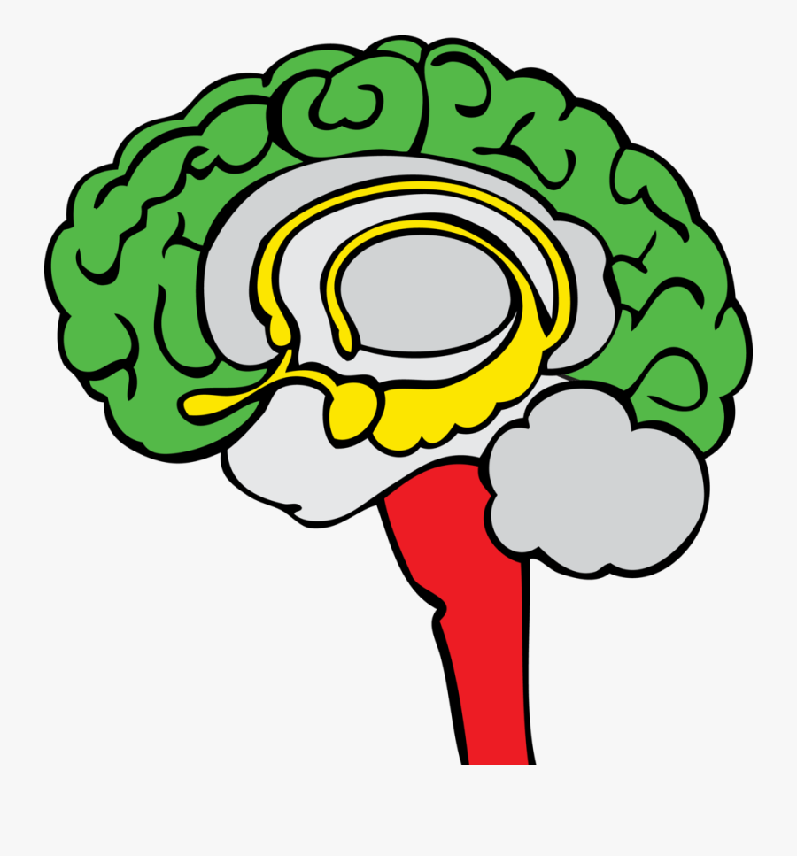 The Stoplight Approach - Red Yellow Green Brain, Transparent Clipart