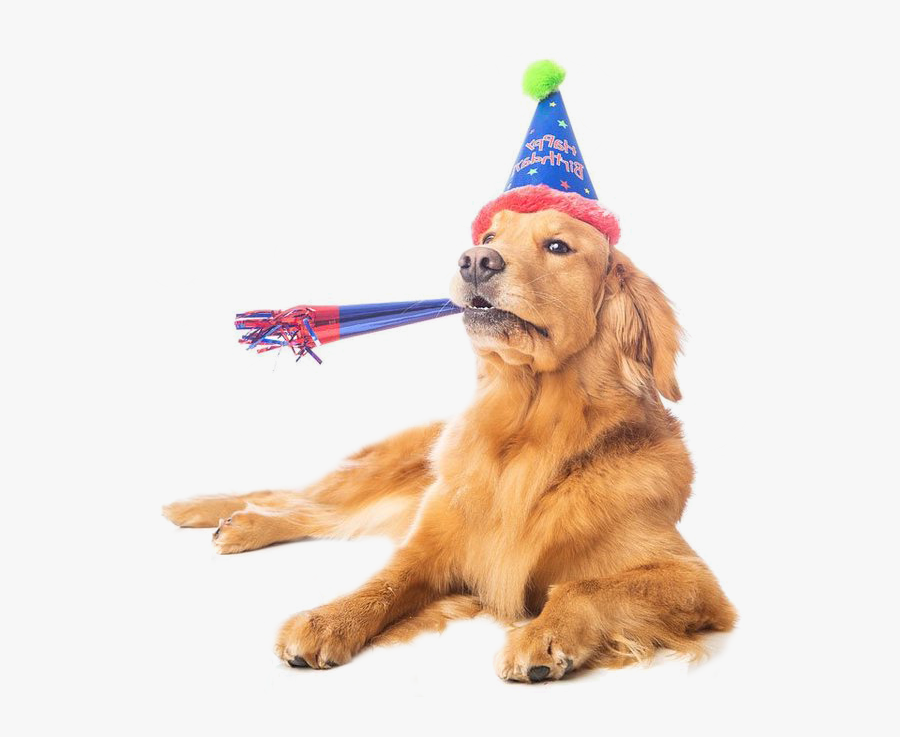 Puppy Dog Birthday Clipart Png - Dog In Birthday Hat Transparent, Transparent Clipart