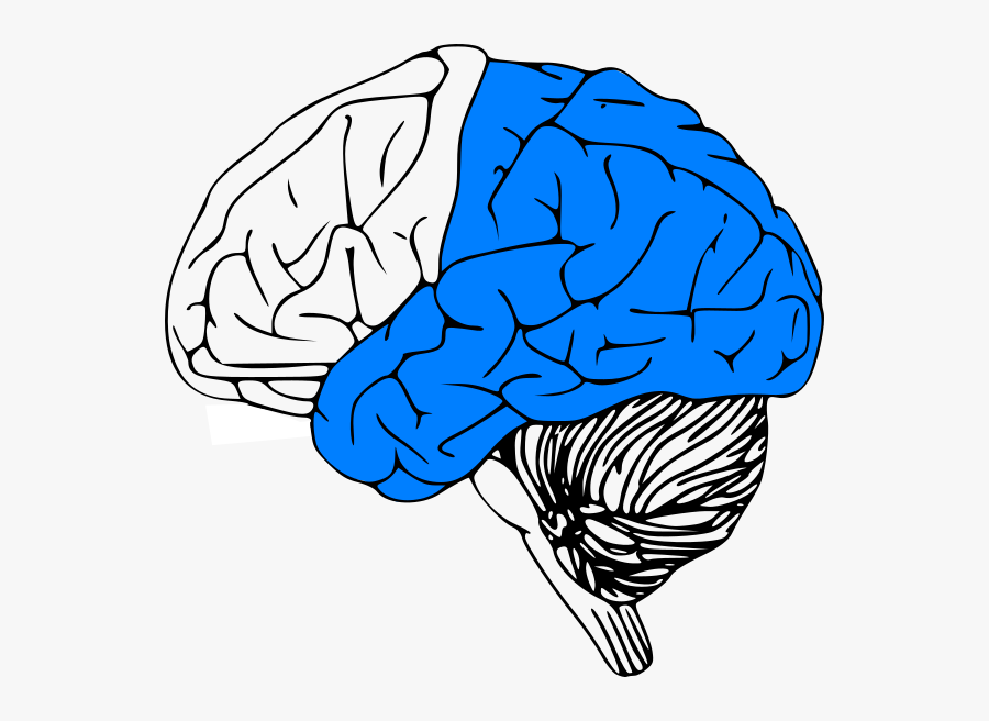 Transparent Brain Stem Clipart - Black And White Brain Clipart, Transparent Clipart