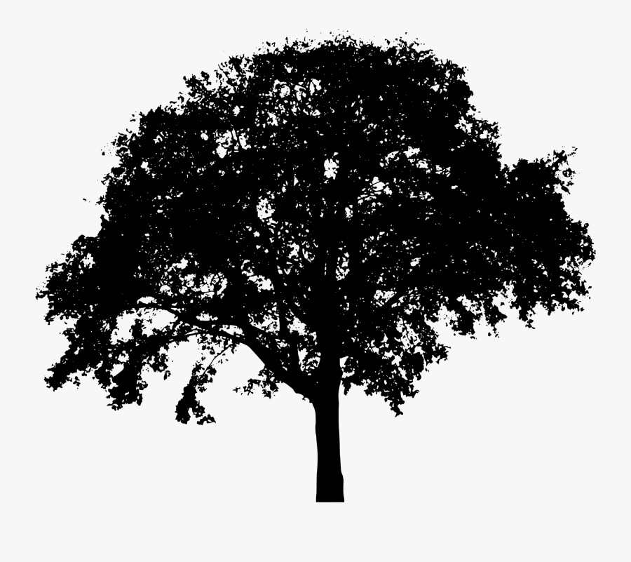 Clip Art Picture Free Library - Free Tree Silhouette Png, Transparent Clipart