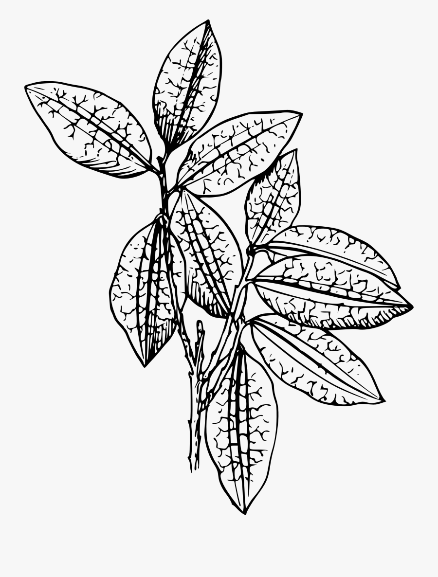 Coca Plant - Plant Clip Art, Transparent Clipart