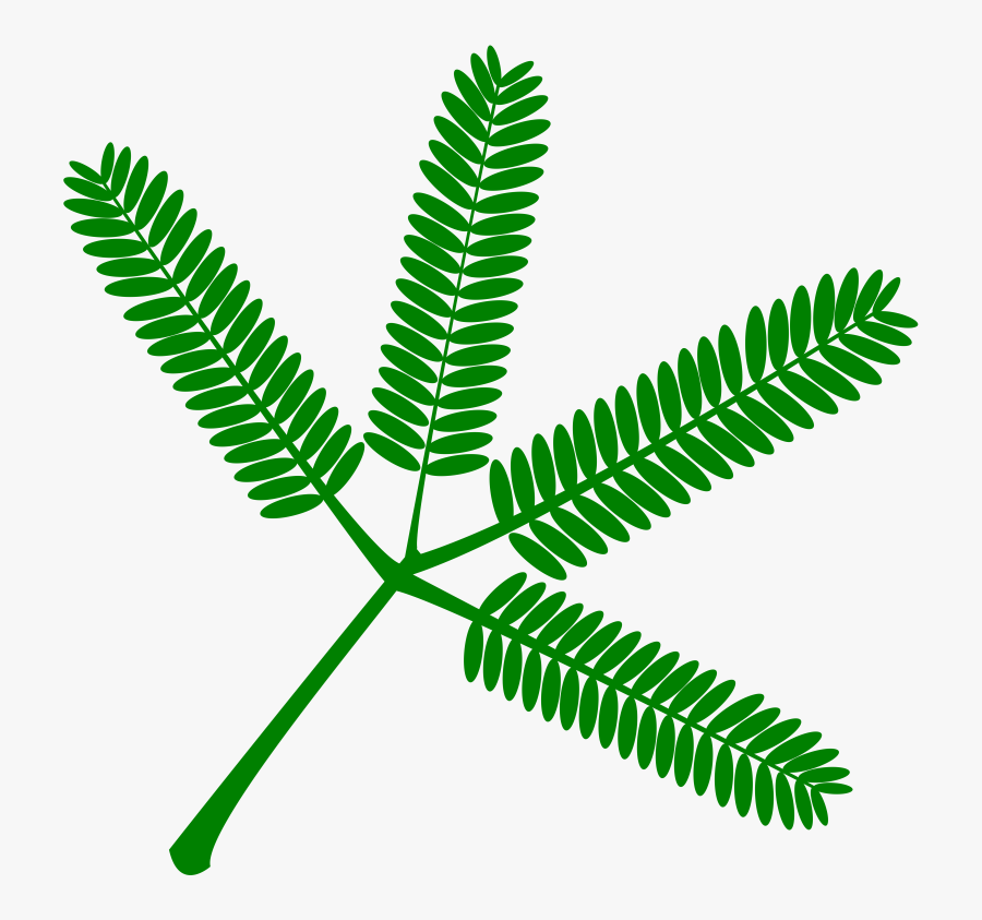 Plant,leaf,tree - Mimosa Pudica Clipart, Transparent Clipart