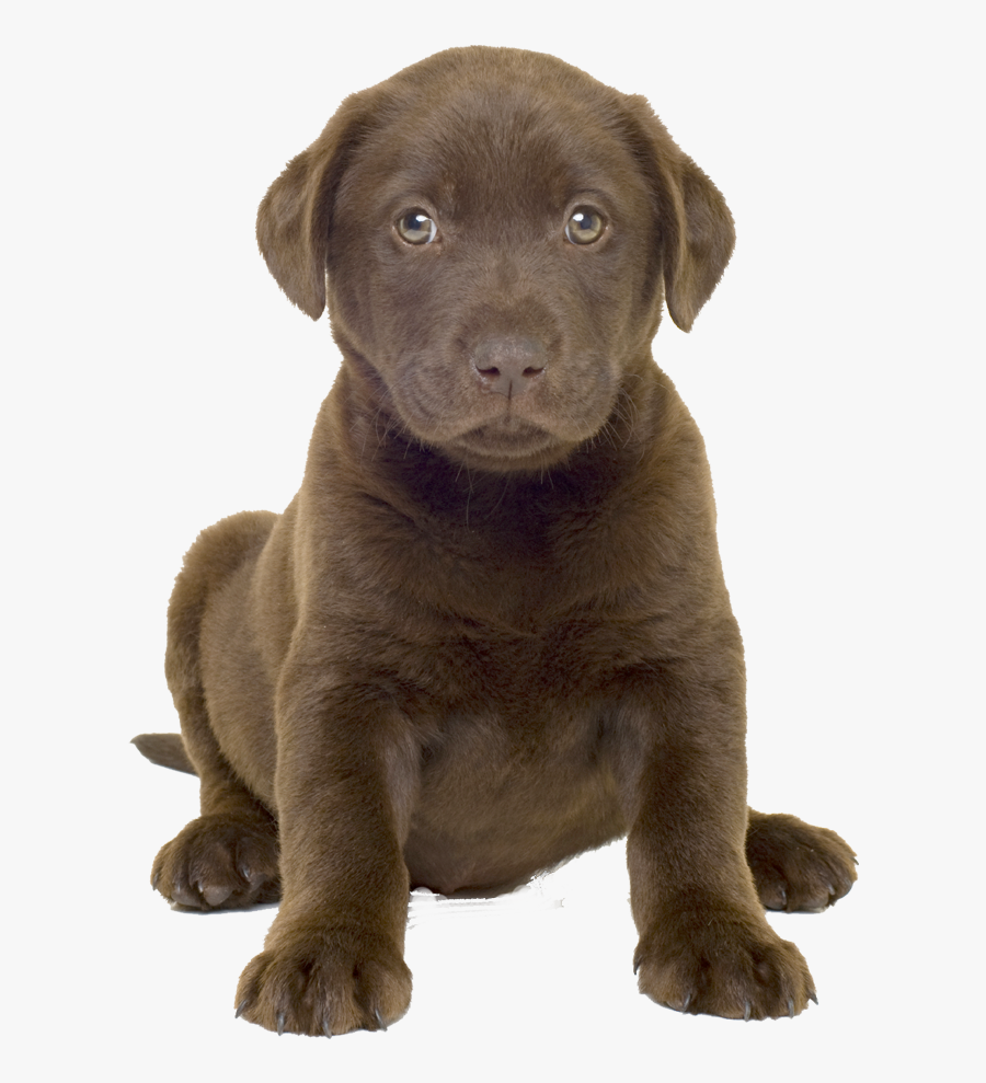 Dog Best Png Free - Chocolate Lab Puppy Png, Transparent Clipart