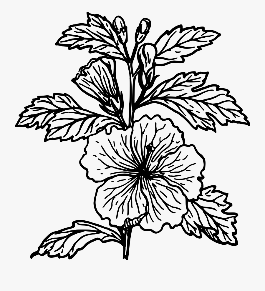 Thumb Image - Hibiscus Plant Black And White, Transparent Clipart