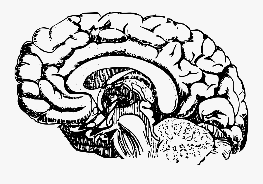 Clip Art Diagram Big Image Png - Brain Development Black And White, Transparent Clipart