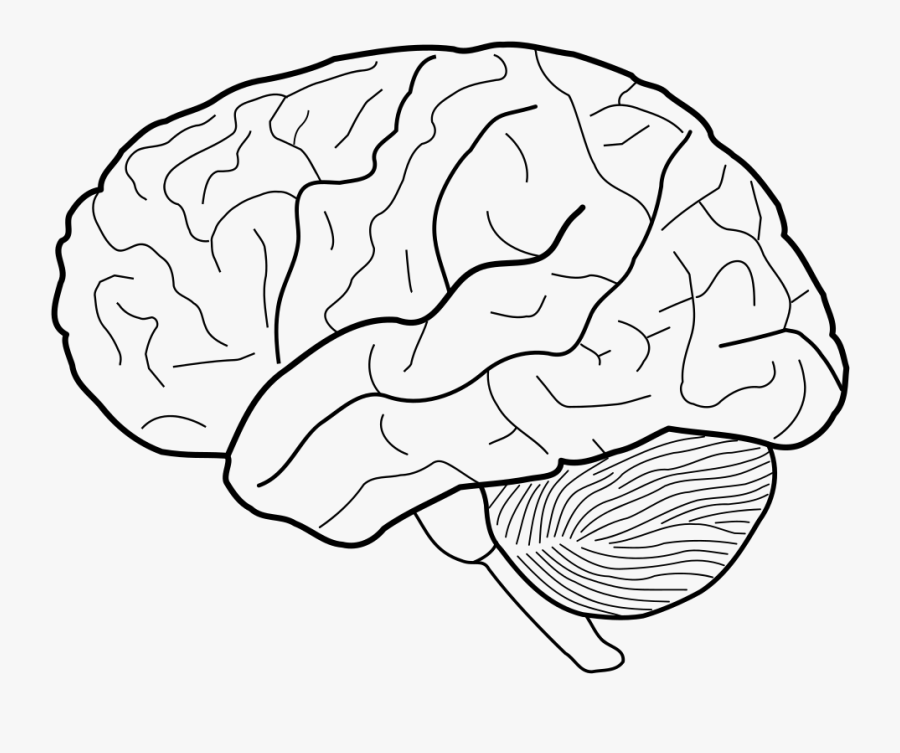 Human Brain Sketch Line Art - Brain Outline, Transparent Clipart