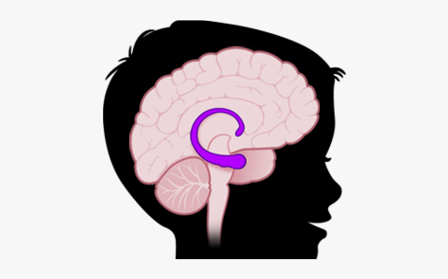 Hippocampus Clipart, Transparent Clipart