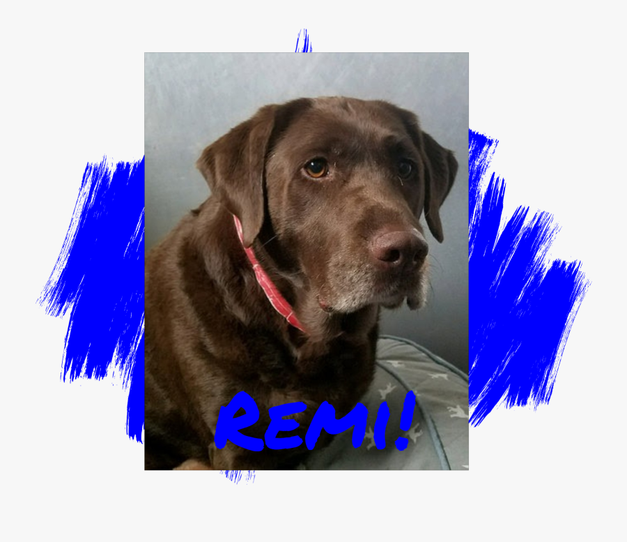 Hd Lab Rescue Of L - Dog Blue Paws, Transparent Clipart