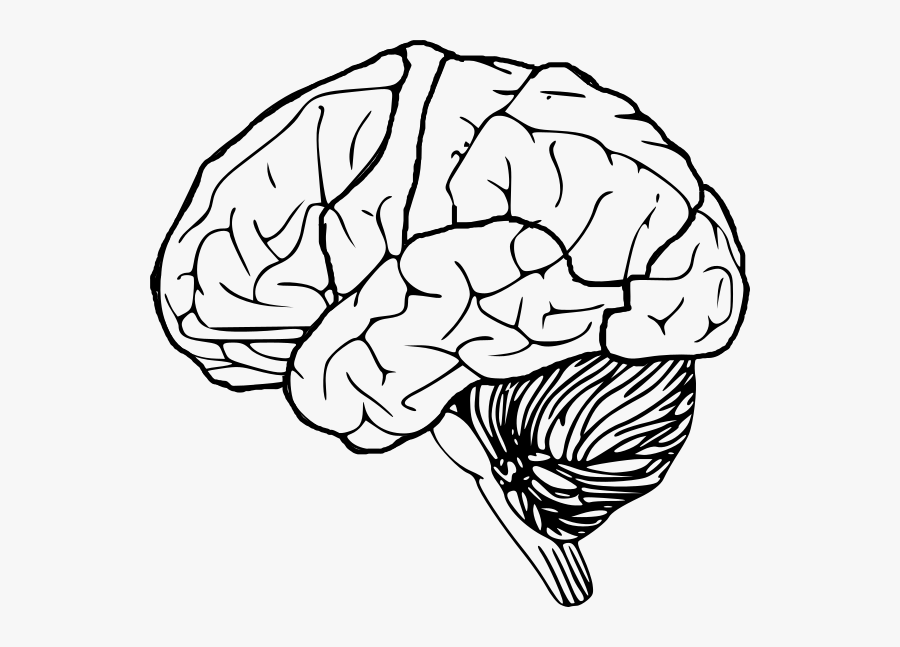 Transparent Background Brain Clipart, Transparent Clipart