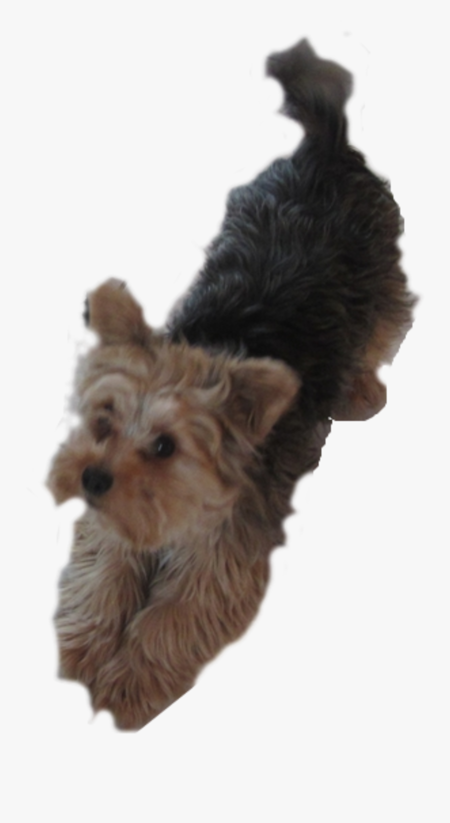 Transparent Puppy Clipart - Yorkshire Terrier, Transparent Clipart