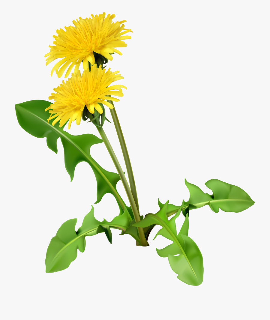 Common Coffee Flower Seed Cartoon Yellow Chrysanthemum - Dandelion Png, Transparent Clipart