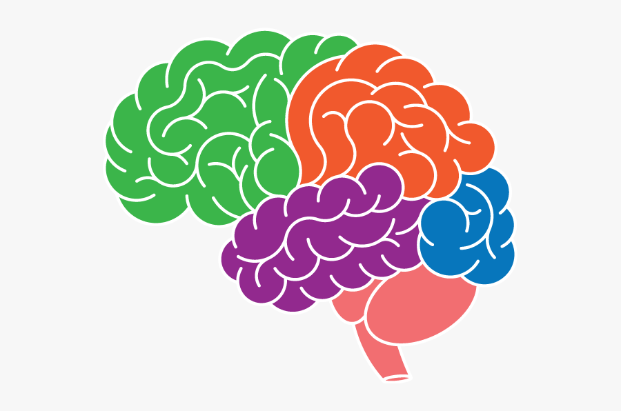 Brain-image - Neuroplasticity Clipart, Transparent Clipart
