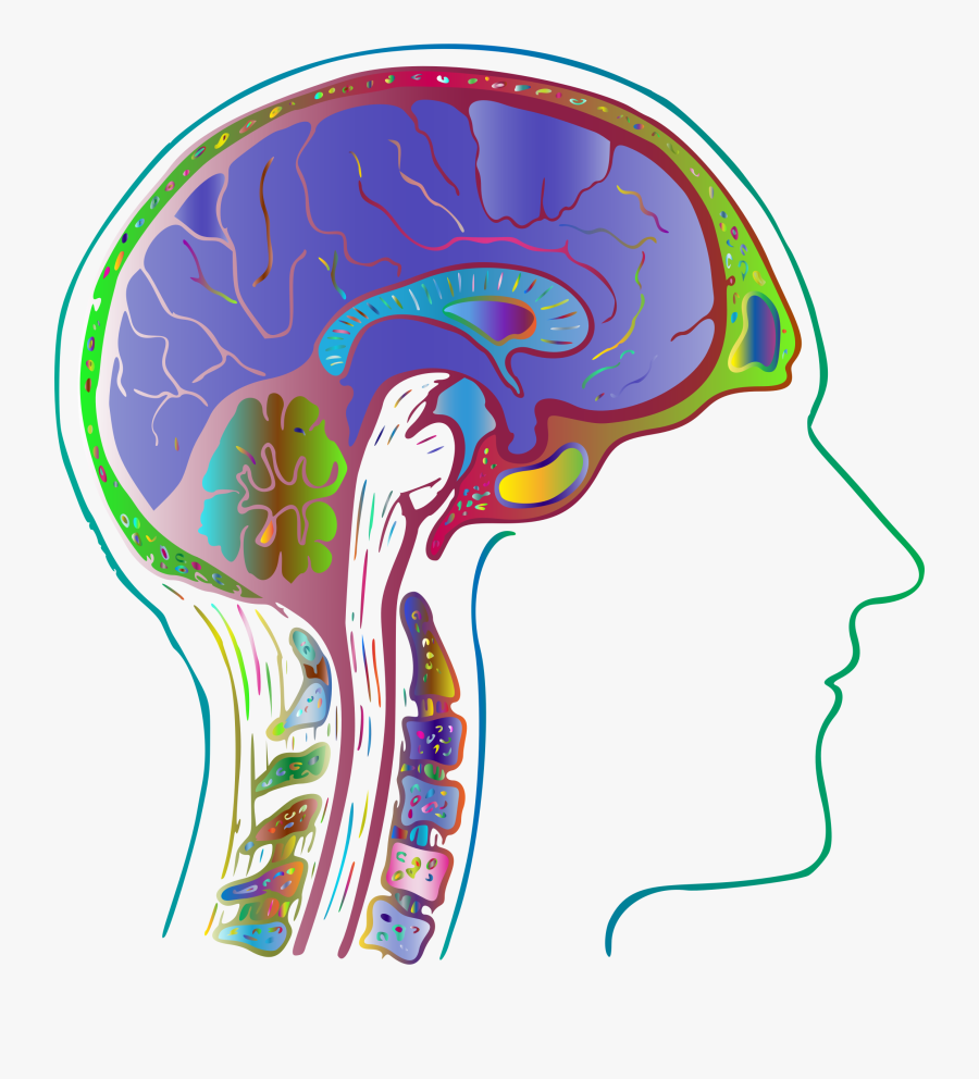 Anatomy Art Biology Boy Brain Chromatic - Tree Biology Clipart, Transparent Clipart