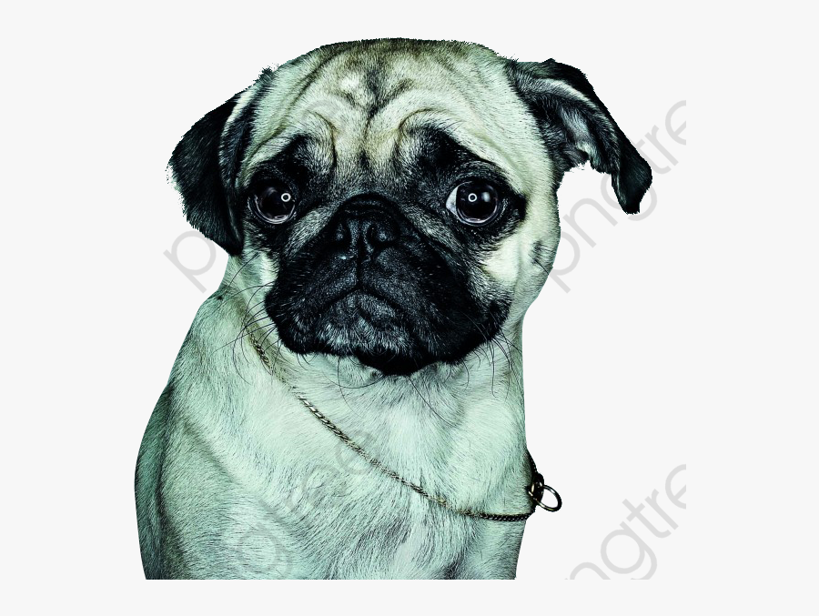 Sad Puppy - Mi Viene Da Piangere, Transparent Clipart