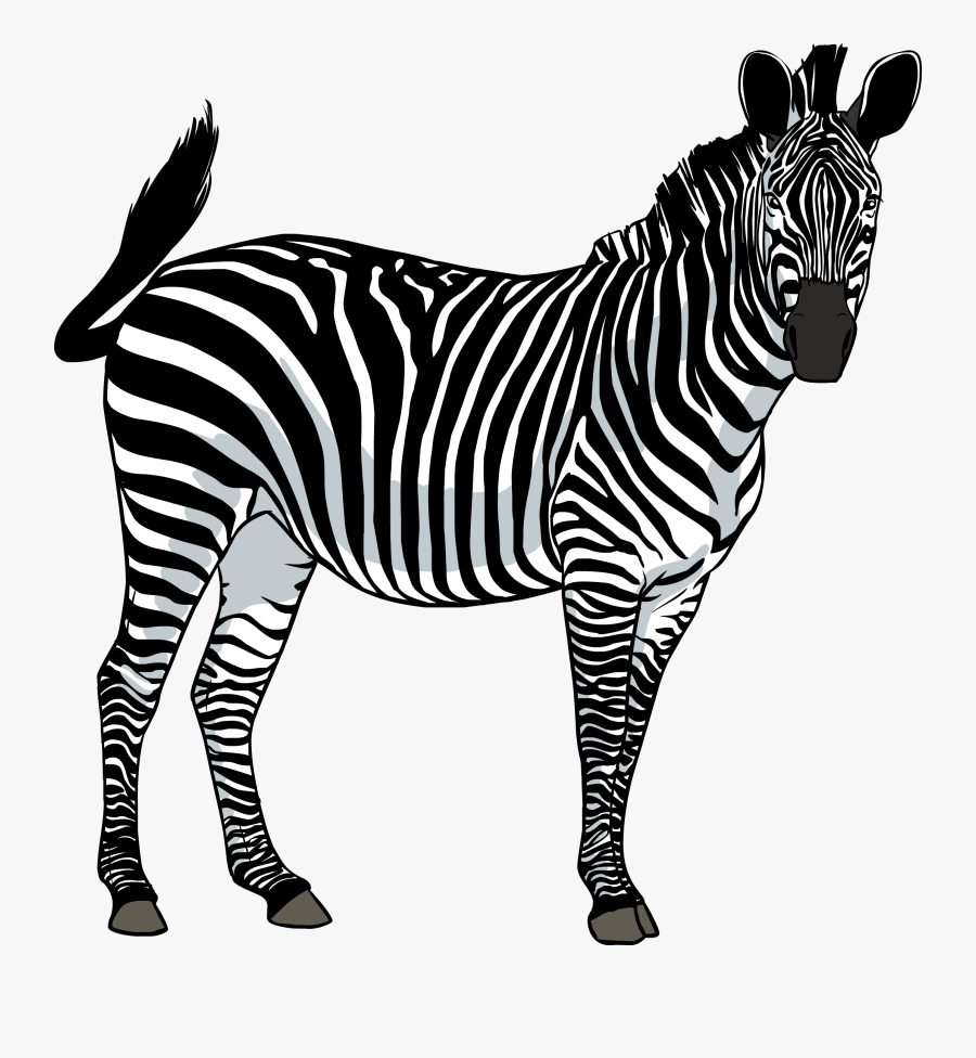 Zebra Clipart Zoo - Zebra Png, Transparent Clipart
