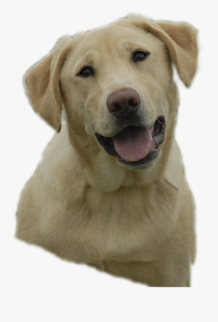 For Crying Puppy Clipart Viewing 19 Images For Crying - Free Clipart Yellow Lab, Transparent Clipart