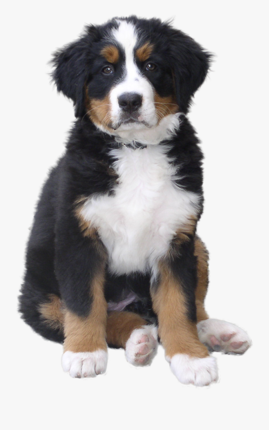 Mountain Greater Breed Dog Bernese Swiss Puppy Clipart - Dog Transparent Background, Transparent Clipart