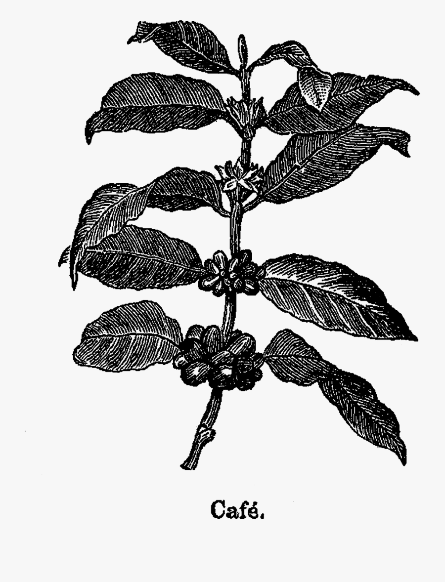 Clip Art Tree Library Techflourish Collections - Illustration, Transparent Clipart