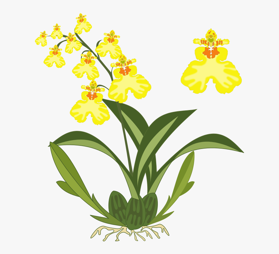 Plant,flora,seed Plant - Yellow Orchid Clipart, Transparent Clipart