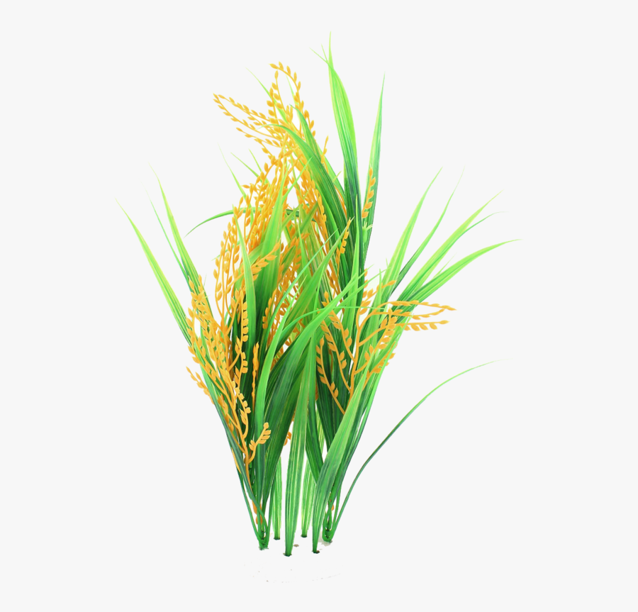 Rice Plant Clipart Png - Rice .png, Transparent Clipart