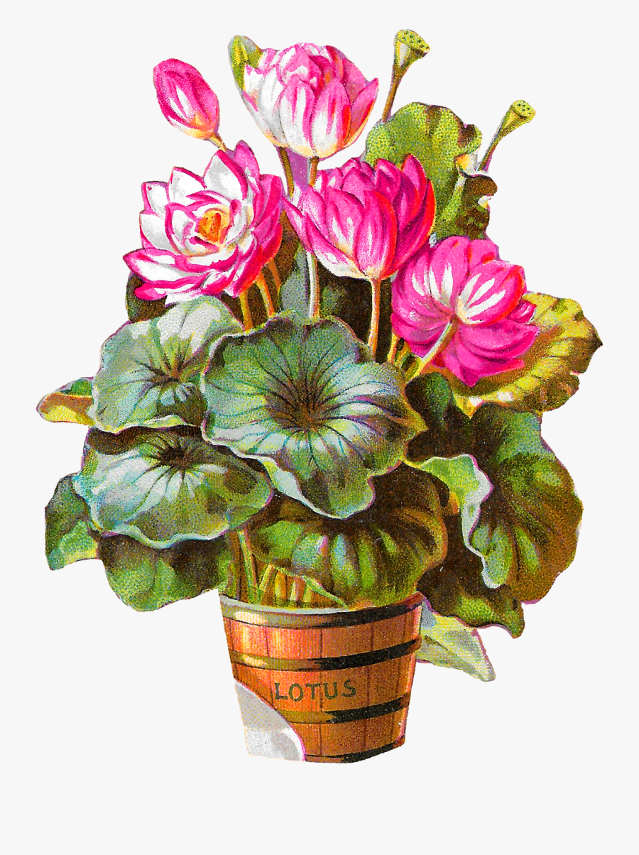Royalty-free Lotus Flower Potted Plant Barrel Jpg - Potted Flower Clipart, Transparent Clipart