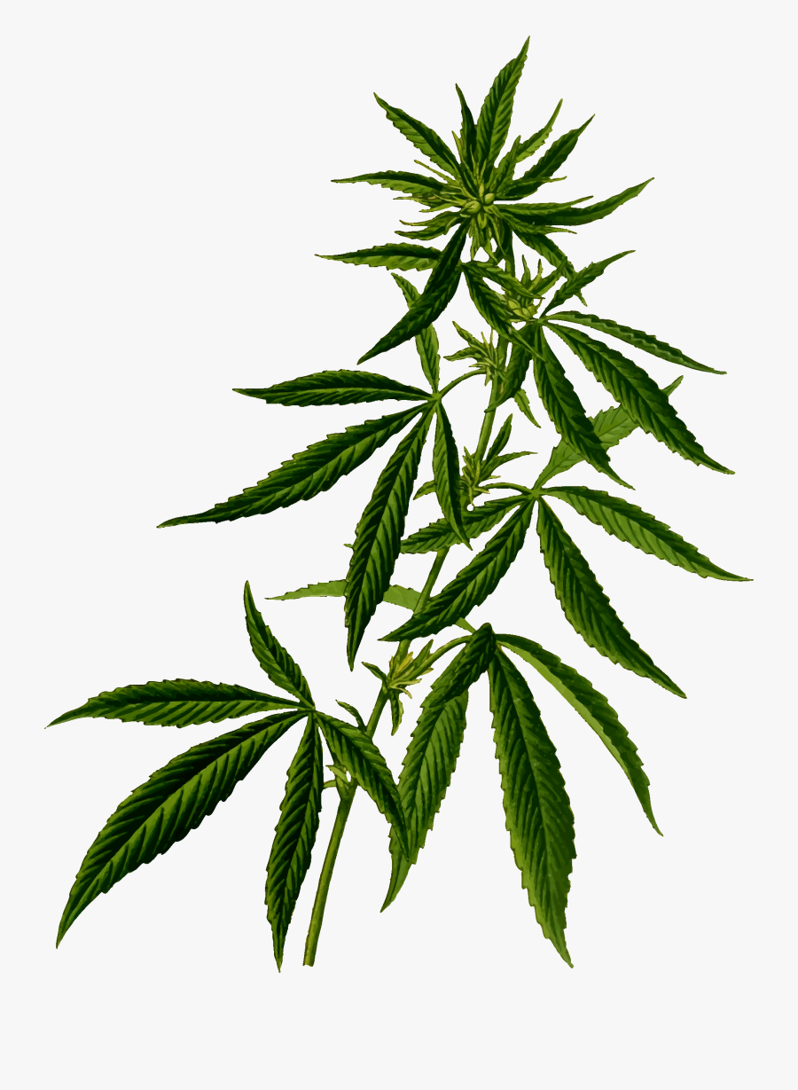 Steps For Growing - Cannabis Plant Transparent Background, Transparent Clipart