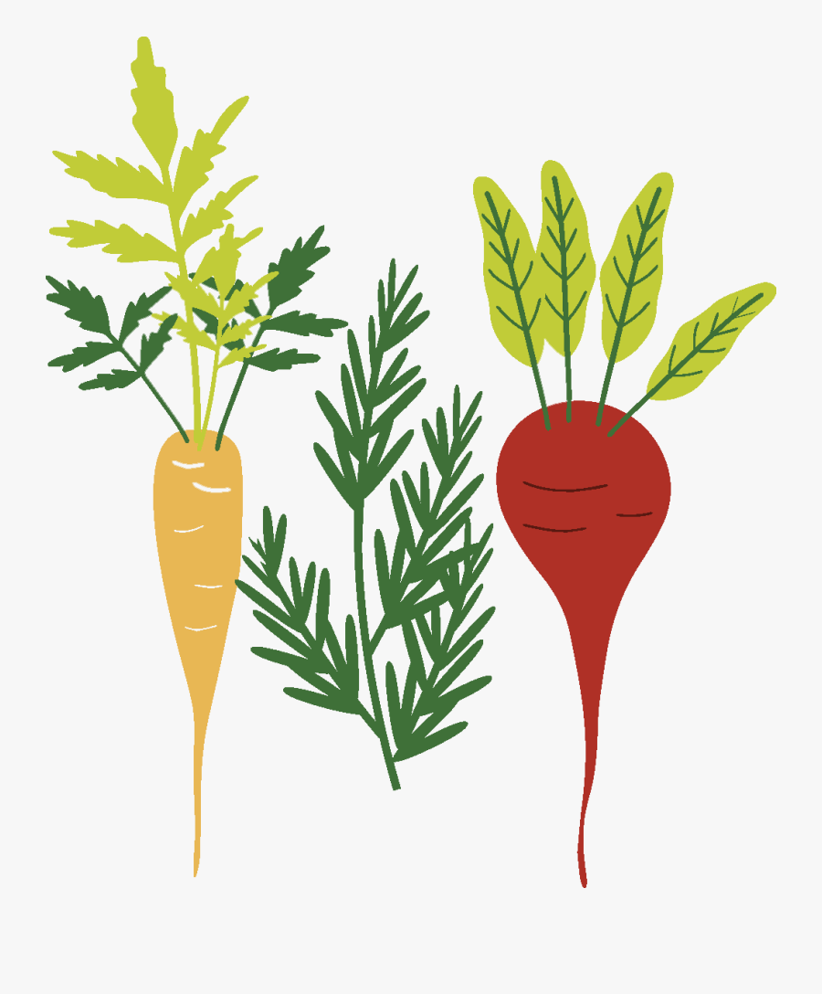 Carrot Clipart Edible Root - Carrot, Transparent Clipart