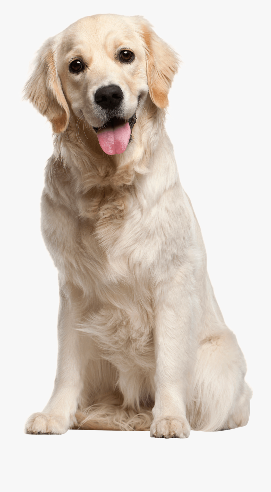 Strategies On How To - Dog Png, Transparent Clipart